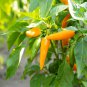 Chilli Bulgarian Carrot Pepper Green Orange Vegetable 30 PCS Seeds