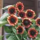 'Cherry Rose Hybrid' Dark Red Ornamental Sunflower 20 PCS Seeds 'Cherry Rose Hybrid' Dark Red Ornamental Sunflower 20 PCS Seeds
