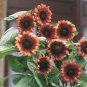 'Cherry Rose Hybrid' Dark Red Ornamental Sunflower 20 PCS Seeds