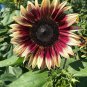 'Cherry Rose Hybrid' Dark Red Ornamental Sunflower 20 PCS Seeds