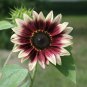 'Cherry Rose Hybrid' Dark Red Ornamental Sunflower 20 PCS Seeds