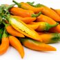 Chilli Bulgarian Carrot Hot Pepper 20 PCS Seeds