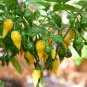 Chili Habanero Lemon Hot Pepper yellow organic non-gmo vegetables 15 PCS Seeds