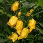 Chili Habanero Lemon Hot Pepper yellow organic non-gmo vegetables 15 PCS Seeds