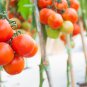 Cherokee Purple Black Red Yellow Green Cherry Peach Pear Tomato 30 PCS Seeds
