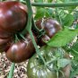 Cherokee Purple Black Red Yellow Green Cherry Peach Pear Tomato 30 PCS Seeds