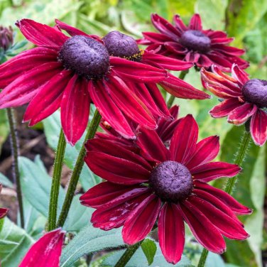 Cherry Dark Red Black Eyed Coneflowers Echinacea 200 PCS Seeds