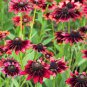 Cherry Dark Red Black Eyed Coneflowers Echinacea 200 PCS Seeds