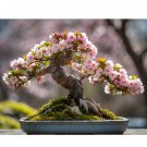 Cherry Bonsai Bonsai Tree Japanese New Blossoms Sakura 20 PCS Seeds