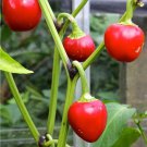 Cherry Bomb Red Hot Chile Pepper 20 PCS Seeds Cherry Bomb Red Hot Chile Pepper 20 PCS Seeds