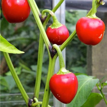 Cherry Bomb Red Hot Chile Pepper 20 PCS Seeds