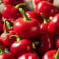 Cherry Bomb Red Hot Chile Pepper 20 PCS Seeds