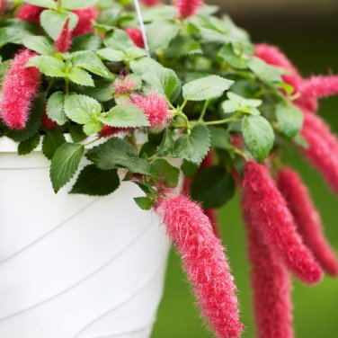 Chenille Plant Orange Color Bonsai Perennial Hanging Plants 100 PCS Seeds