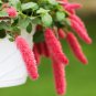Chenille Plant Orange Color Bonsai Perennial Hanging Plants 100 PCS Seeds
