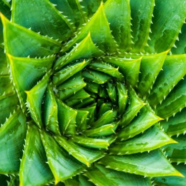 Charming Aloe Mix 500 PCS Seeds