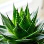 Charming Aloe Mix 500 PCS Seeds