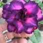 Chansonette' Adenium Desert Rose 2 PCS Seeds
