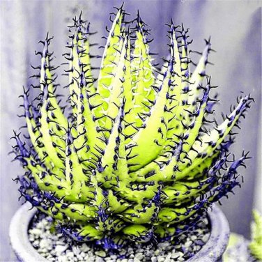 Charming Aloe Mix Excellent Houseplants Succulent Aloe Vera Bonsai 500 PCS Seeds