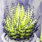 Charming Aloe Mix Excellent Houseplants Succulent Aloe Vera Bonsai 500 PCS Seeds
