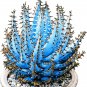 Charming Aloe Mix Excellent Houseplants Succulent Aloe Vera Bonsai 500 PCS Seeds