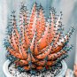 Charming Aloe Mix Excellent Houseplants Succulent Aloe Vera Bonsai 500 PCS Seeds