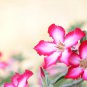 'Changing Faces' Adenium Desert Rose 2 PCS Seeds