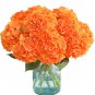 Champagne Hydrangea Ice Cream Light Orange Flowers 20 PCS Seeds