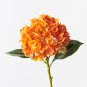 Champagne Hydrangea Ice Cream Light Orange Flowers 20 PCS Seeds