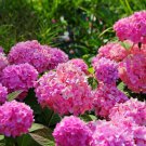 Champagne Hydrangea Fresh Pink Flowers 20 PCS Seeds Champagne Hydrangea Fresh Pink Flowers 20 PCS Seeds