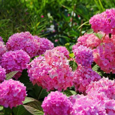 Champagne Hydrangea Fresh Pink Flowers 20 PCS Seeds