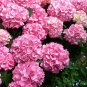 Champagne Hydrangea Fresh Pink Flowers 20 PCS Seeds