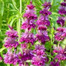 Certified Organic Lemon Bee Balm 20 PCS Seeds