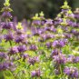 Certified Organic Lemon Bee Balm 20 PCS Seeds