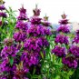 Certified Organic Lemon Bee Balm 20 PCS Seeds