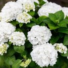Champagne Hydrangea Flowers 20 PCS Seeds