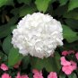 Champagne Hydrangea Flowers 20 PCS Seeds
