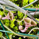 Ceropegia Woodii Flowers Bonsai Parachute Ceropegia Haygarthii 100 PCS Seeds