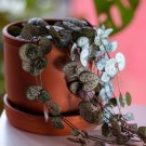 Ceropegia Woodii 100 PCS Seeds