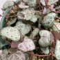 Ceropegia Woodii 100 PCS Seeds