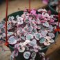 Ceropegia Succulent Hanging Bonsai Plants 100 PCS Seeds
