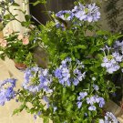 Ceratostigma Plumbaginoides Bonsai 100 PCS Seeds