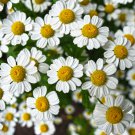 Chamomile German Herbals Flowers Chrysanthemum 20 PCS Seeds Chamomile German Herbals Flowers Chrysanthemum 20 PCS Seeds