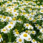 Chamomile German Herbals Flowers Chrysanthemum 20 PCS Seeds