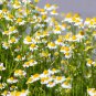 Chamomile German Herbals Flowers Chrysanthemum 20 PCS Seeds