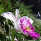Cattleya Hibrida Bonsai Orchids 100 PCS Seeds Cattleya Hibrida Bonsai Orchids 100 PCS Seeds