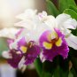 Cattleya Hibrida Bonsai Orchids 100 PCS Seeds