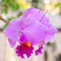 Cattleya Hibrida Bonsai Orchids 100 PCS Seeds