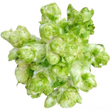 Catechu Spores mustard Vegetables 1000 PCS Seeds