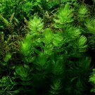Ceratophyllum Aquarium Grass Ornamental 500 PCS Seeds