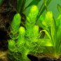 Ceratophyllum Aquarium Grass Ornamental 500 PCS Seeds